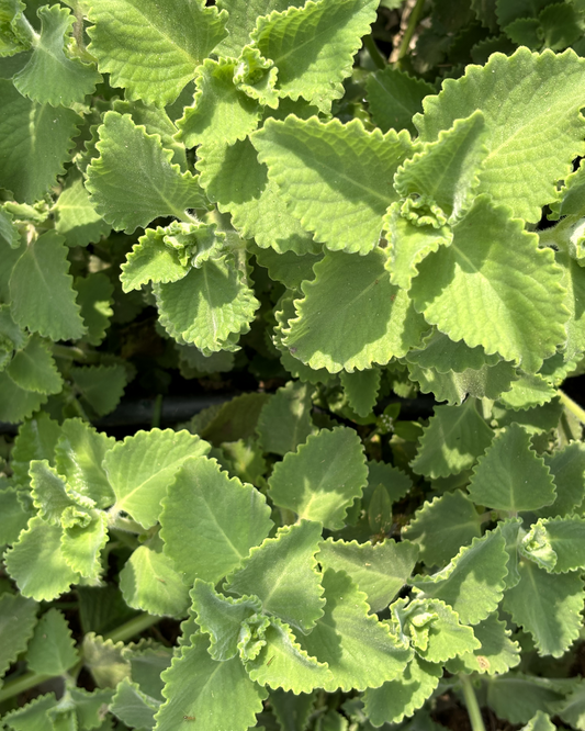 Ajwain Leaves