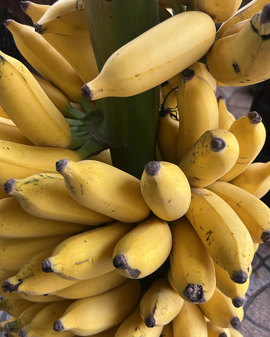 Banana • Yellaki