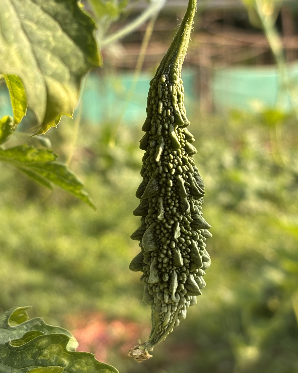 Bitter Gourd