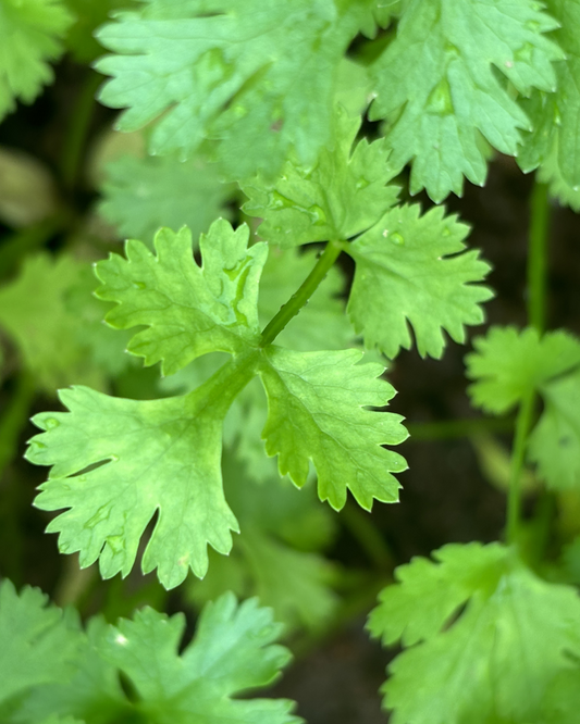 Coriander