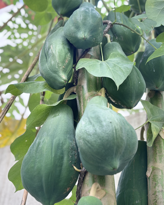 Papaya