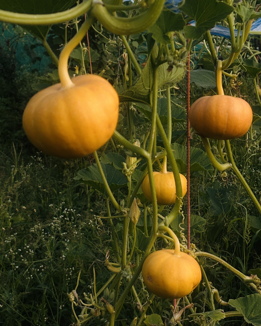 Pumpkin