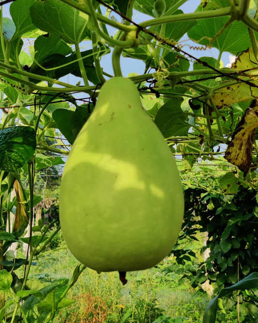 Bottle Gourd • Round