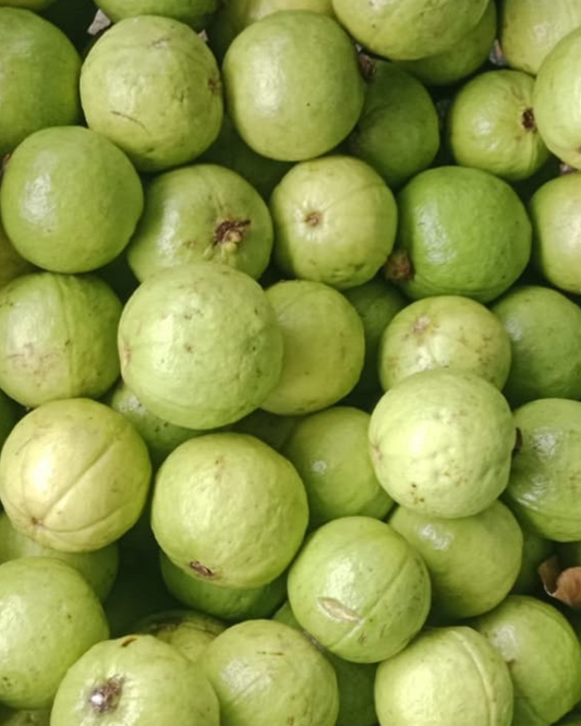Fresh Nati Desi green guavas at Microvanam