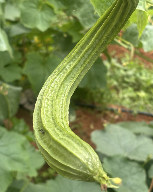 Fresh ridge gourd growing on the vine